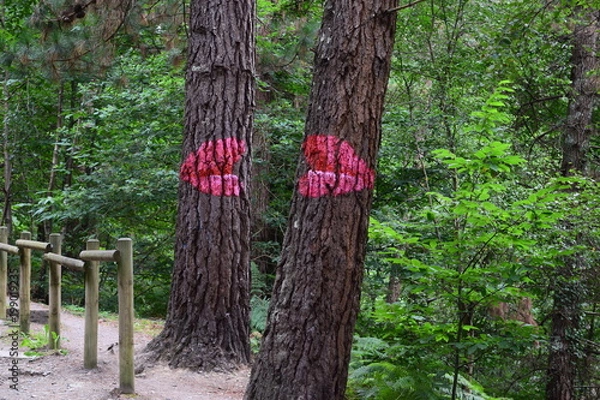 Obraz Oma Forest. Basque Country Spain
