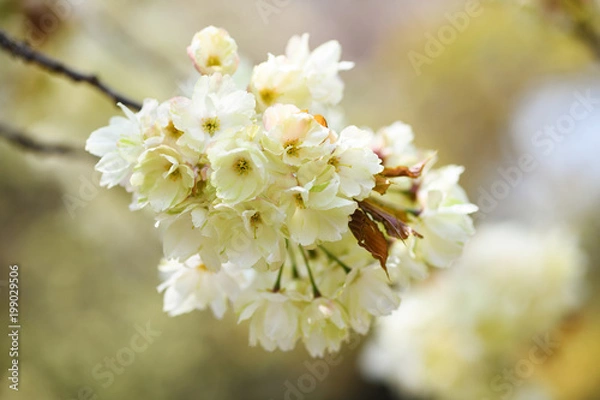 Obraz 黄色い桜「鬱金」