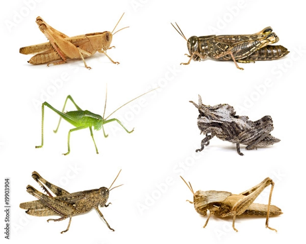 Obraz Grasshopper collection isolated on white