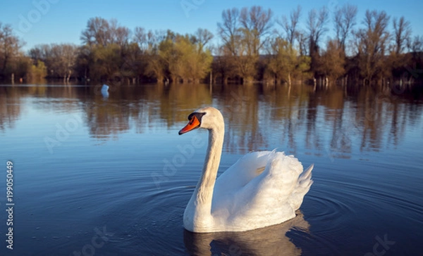 Obraz swans lake