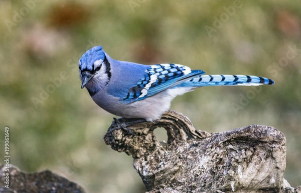 Fototapeta Blue Jay