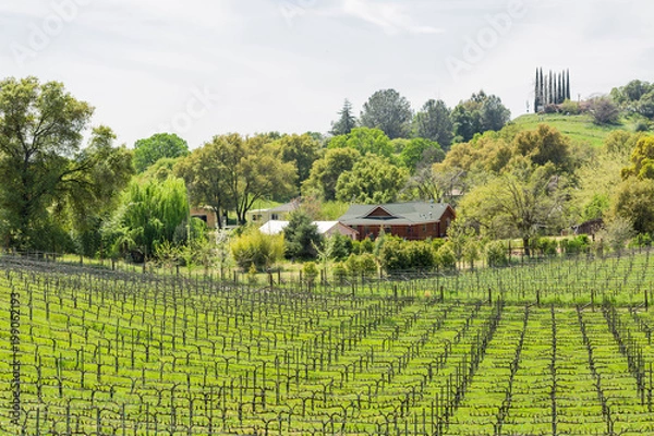 Obraz Grape vine on a vineyard in the middle of spring where the crop is starting to sprout