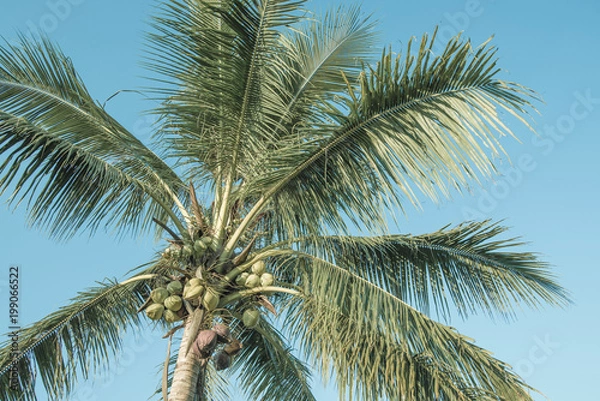 Fototapeta Tropical coconut trees are large and beautiful