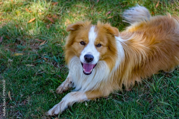 Obraz Glücklicher Hund