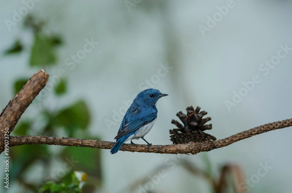 Fototapeta Ultramarine Flycatcher perched on branch
