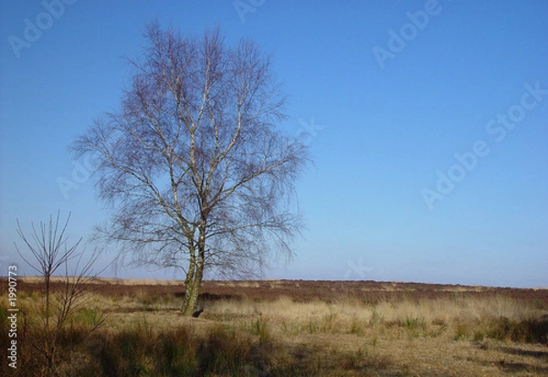 Fototapeta landscape with tree