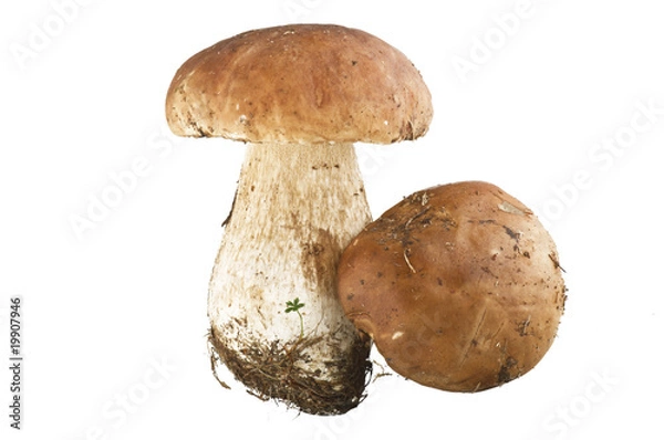 Fototapeta Porcini 01 01 10