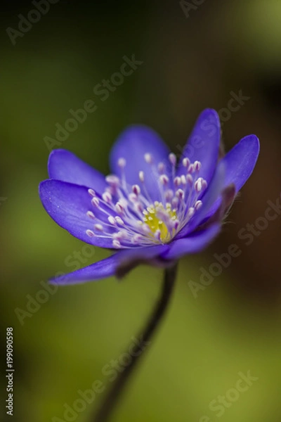 Obraz blue spring flower