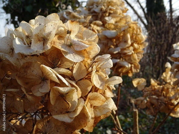 Obraz Hortensie_verblüht