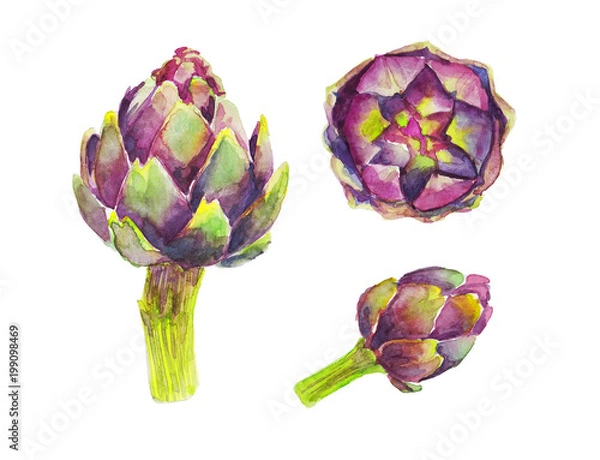 Obraz Zielono-fioletowy karczoch na białym tle. Akwarela ilustracja