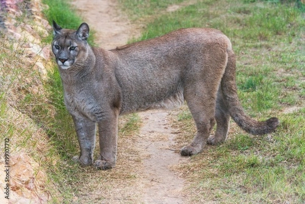 Obraz Puma stojąca w zoo