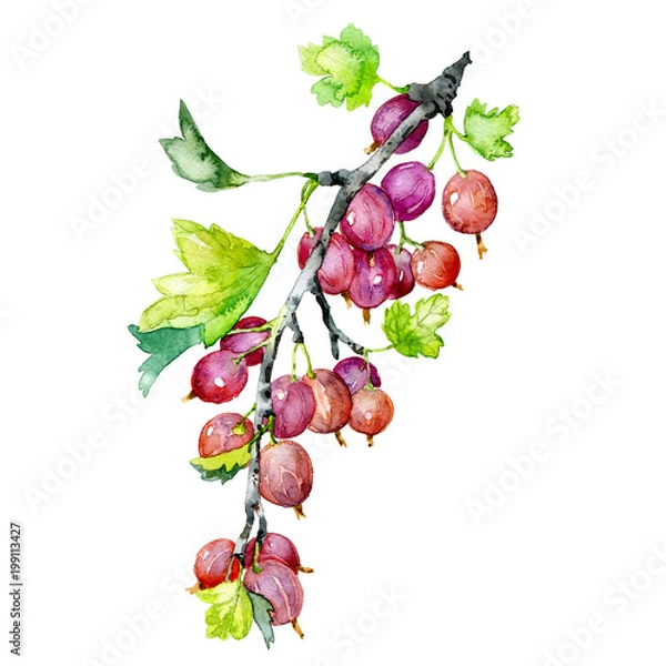 Obraz Ripe, tasty, summer, garden, fragrant gooseberry. A bunch of useful berries. Watercolor. Illustration