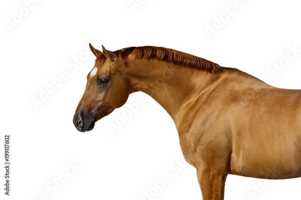 Obraz Portrait of a red horse isolated on white background