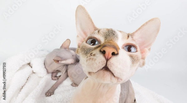 Obraz Bold sphinx cat with blue eyes close studio portrait