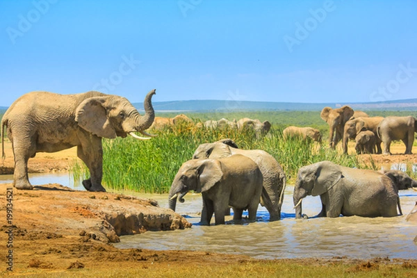 Fototapeta Słonie afrykańskie w pobliżu dużego basenu i inne w wodzie, która ochładza się błotem. Park Narodowy Addo Elephant, Eastern Cape, RPA. Sezon letni w słoneczny dzień.