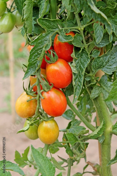 Fototapeta Growing unripe tomatoes close up.