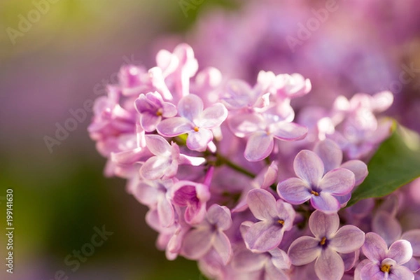 Fototapeta Lilac flowers on a tree in spring