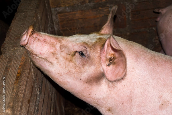 Fototapeta pigs in peasangt farm