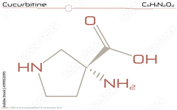 Fototapeta Large and detailed infographic of the molecule of Cucurbitine