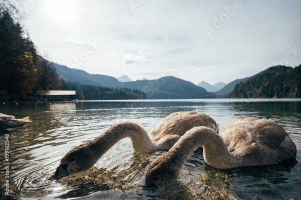 Obraz Beautiful ducks