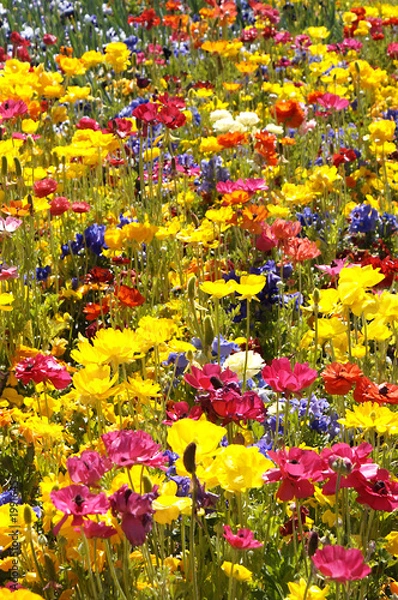 Fototapeta spring flowers