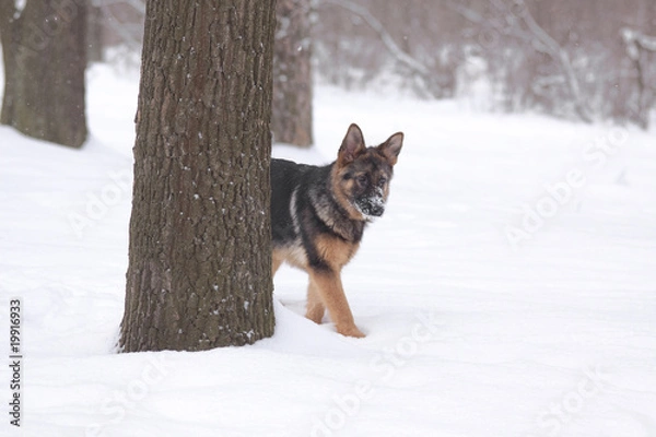 Obraz Puppy Sheep-dog behind a tree