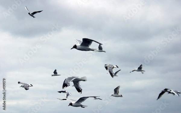 Obraz flying gulls