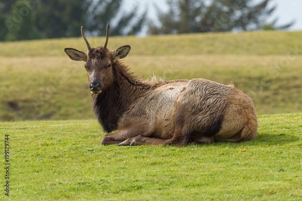 Obraz An elk lays down in the grass.