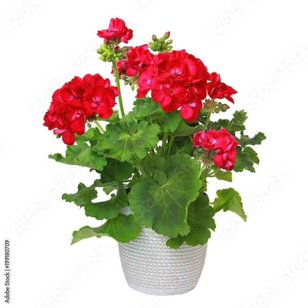 Obraz Czerwony strefowy geranium