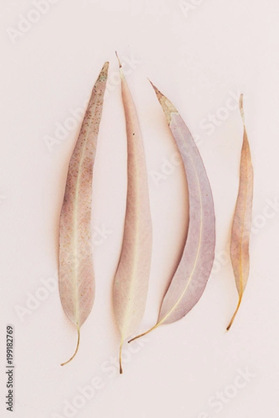 Obraz Botanical print, eucalyptus leaves closeup pink paper background