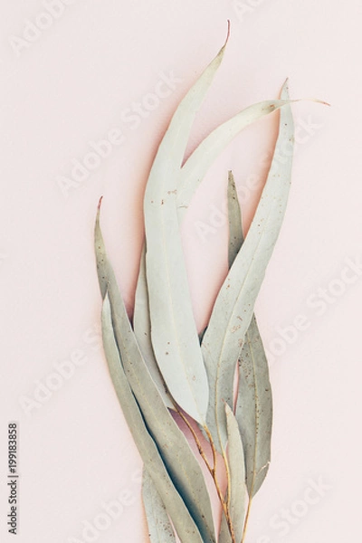 Obraz Botanical print, eucalyptus leaves closeup pink paper background