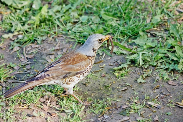 Fototapeta Bird of Thrush closeup with prey in its beak