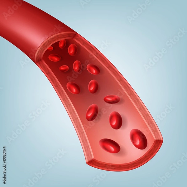 Obraz Blood vessel in section