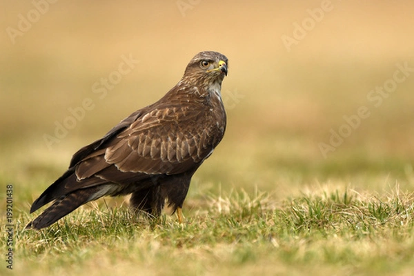 Obraz Common buzzard (Buteo buteo)