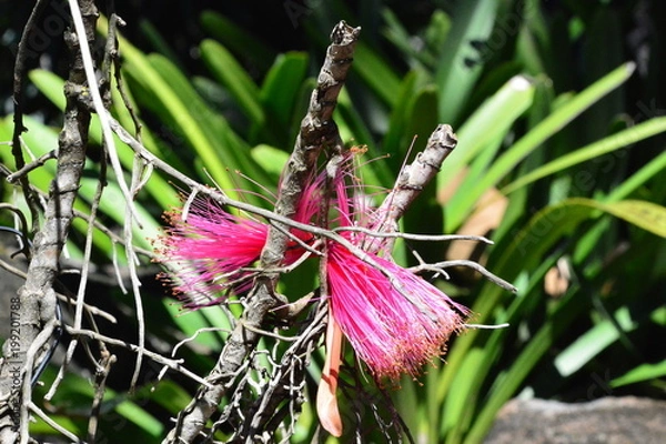 Obraz Shaving Brush Tree