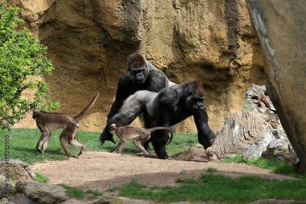 Fototapeta gorila