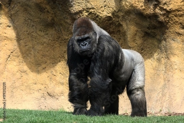 Fototapeta gorila