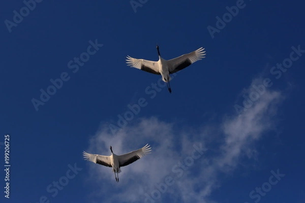 Obraz タンチョウ