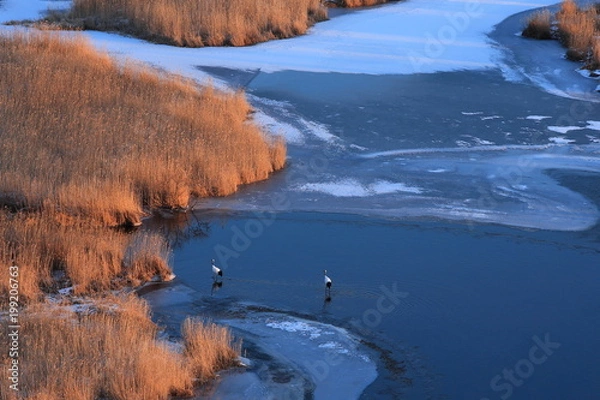 Obraz タンチョウ