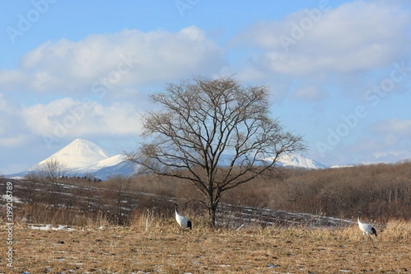 Obraz タンチョウ