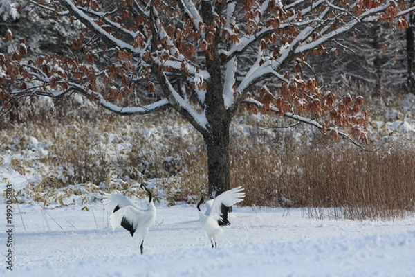 Obraz タンチョウ