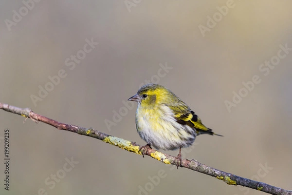 Fototapeta The Eurasian siskin (small passerine bird) on branch