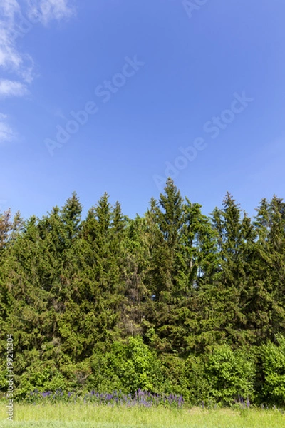 Fototapeta green spruce