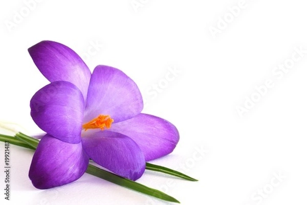 Obraz Frühlingsblume