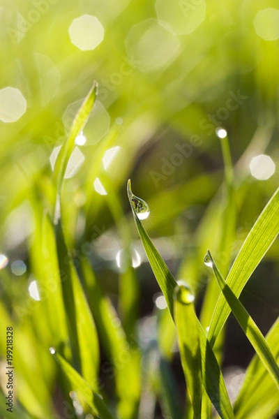 Fototapeta drop on green cereal