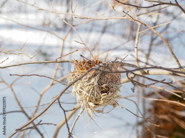 Fototapeta Winter Bird Nest