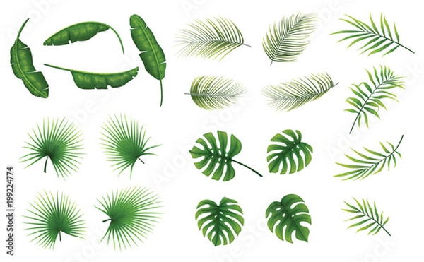 Obraz Set of tropical leaves plants on a white background