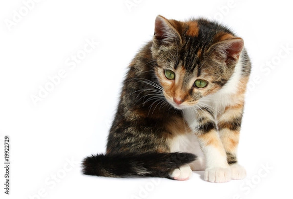 Obraz curious little cat 02