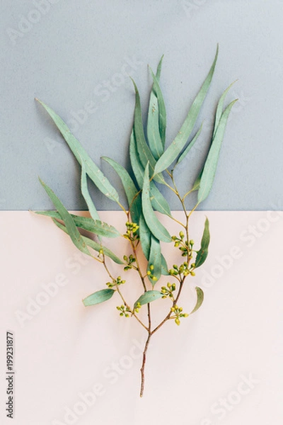 Obraz Creative poster, postcard, from dry branch of eucalyptus tree isolated on a grey and pink background