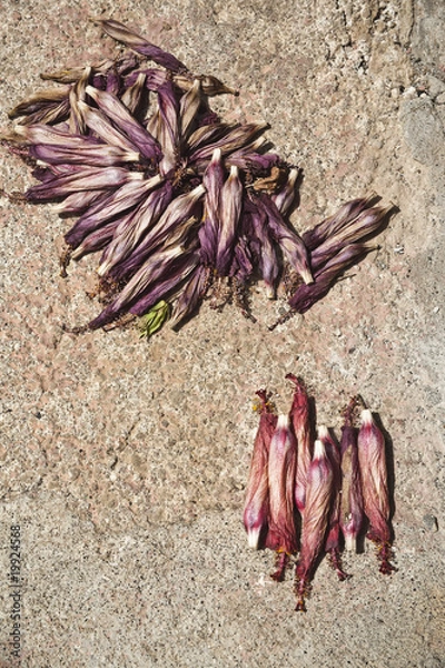 Obraz Hibiskusblüten verblüht